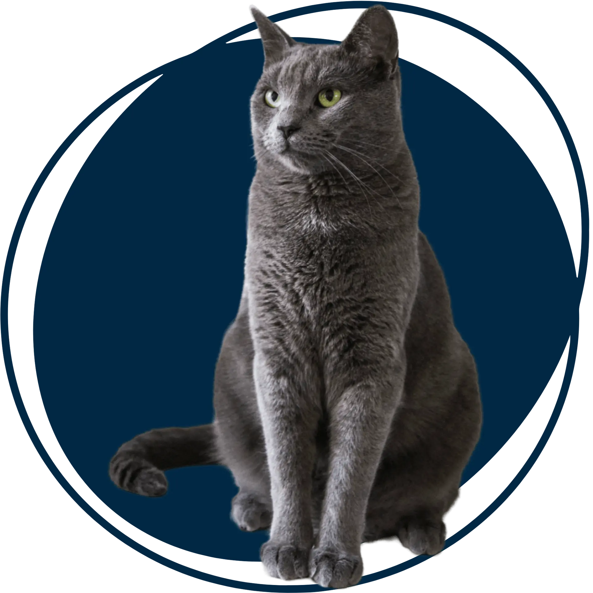 Chat - Les Pattes à Modeler