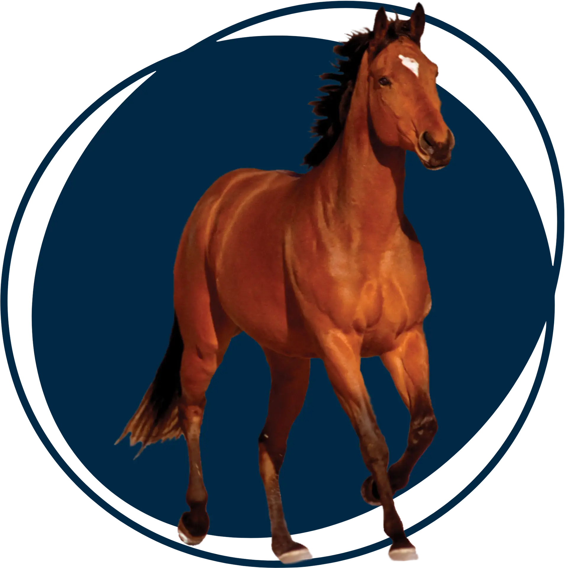 Cheval - Les Pattes à Modeler